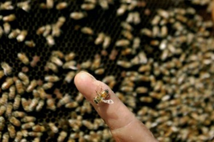 Signal mobilnih telefona ubija pčele