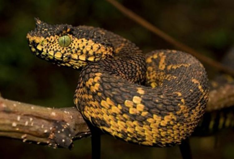 Nova vrsta zmije nazvana po djevojčici