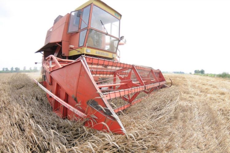 U Australiji razvijena pšenica otporna na so iz zemljišta