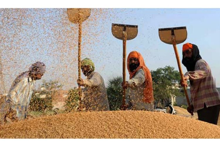 Milioni tona pšenice trunu u Indiji