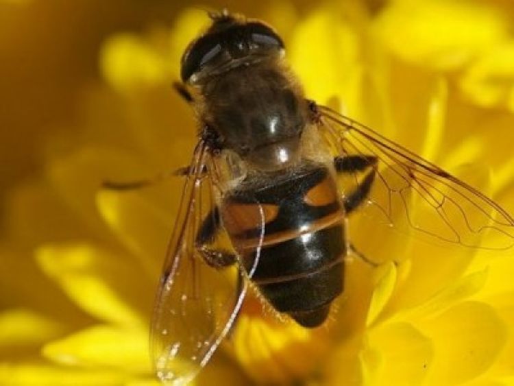 Otkriven parazit koji širi bolest pčela