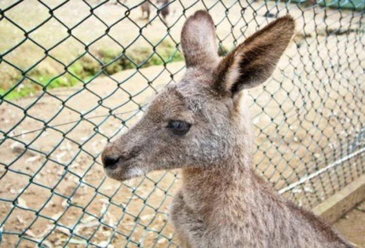Kenguri pobjegli iz zoološkog vrta, saučesnici divlji vepar i lisica