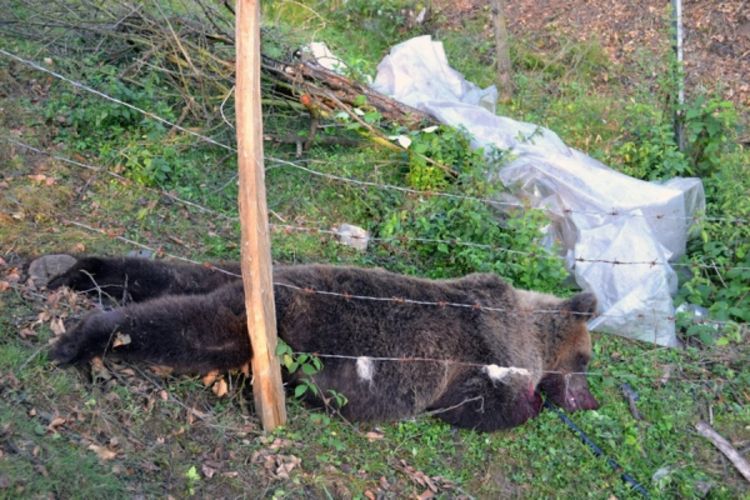 Braneći ovce ubio medvjeda