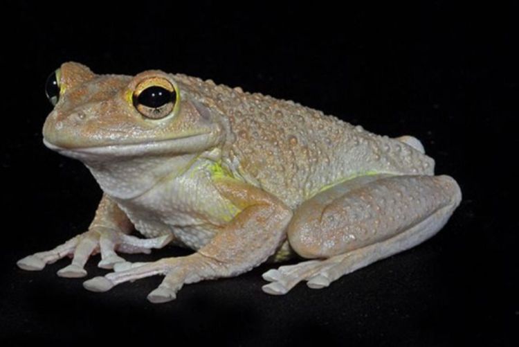 Avanture jedne žabe: Od Kine do Južne Afrike u svijećnjaku