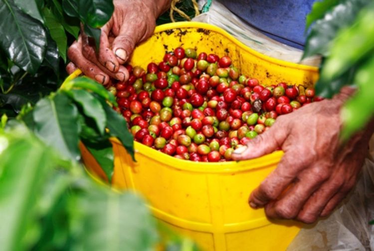 Kolumbija povećala subvencije uzgajivačima kafe