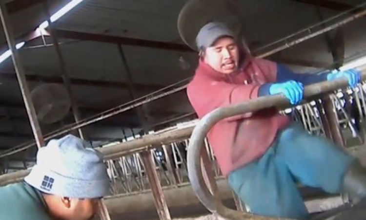 Pogledajte kako se radnici na farmi ponašaju prema kravama