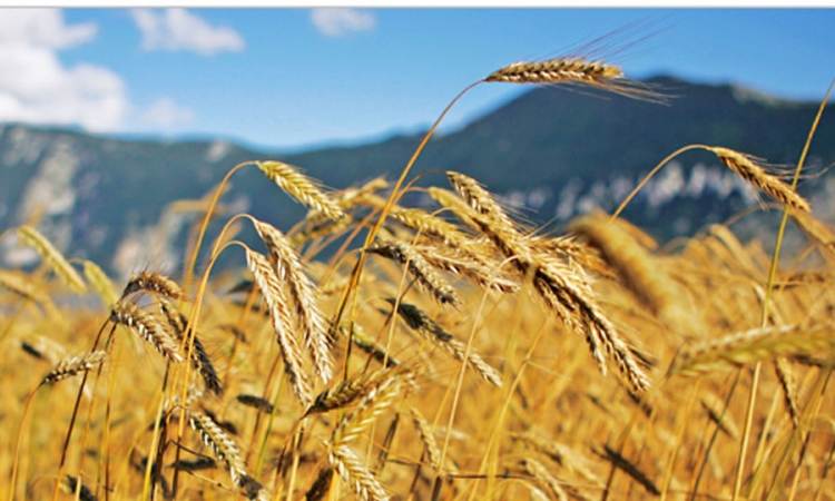 Hrvatska na neslavnom vrhu po padu prihoda u poljoprivredi