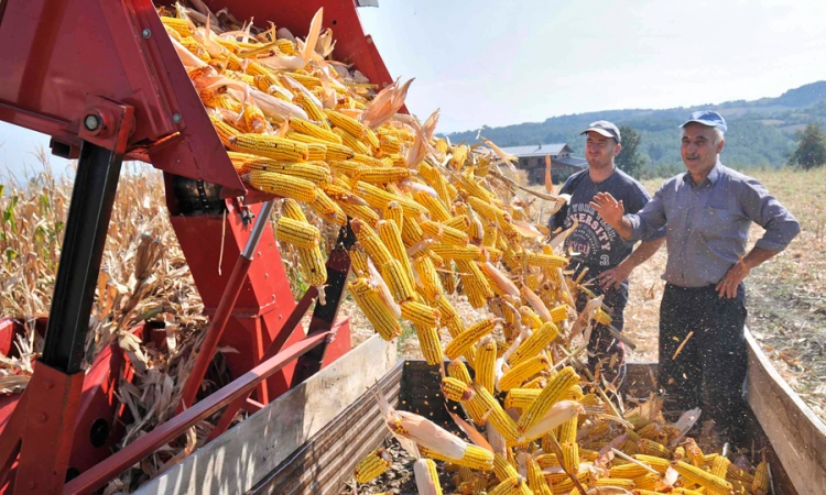 Rod kukuruza "težak" 220 miliona maraka