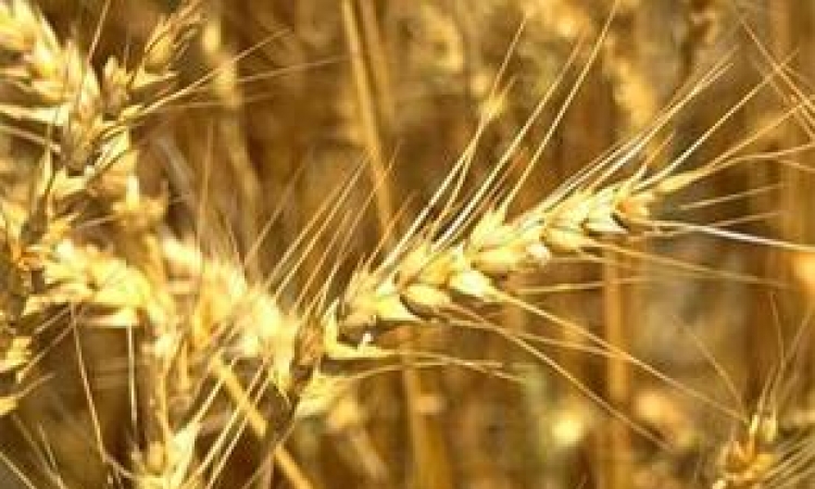 U RS počela isplata premije za pšenicu