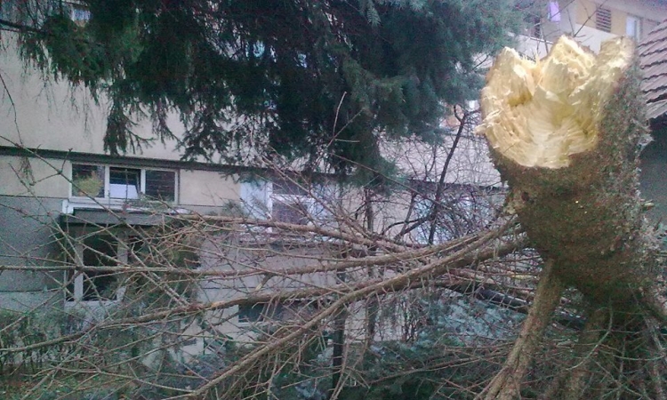 Nevrijeme u Banjaluci: Vjetar oborio drvo ispred zgrade