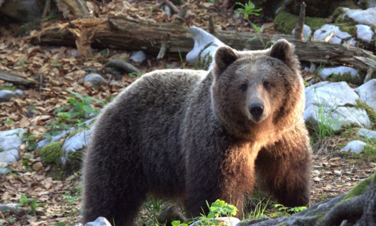 Novi cjenovnik za lovce: Za promašaj medvjeda 300 KM