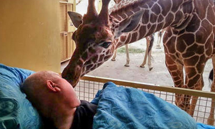 Posljednji pozdrav žirafe i radnika Zoo vrta koji umire