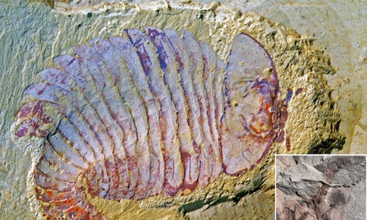  Otkriven najstariji fosil srca i krvih sudova