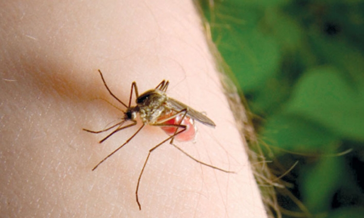 Napravite prirodni sprej protiv komaraca
