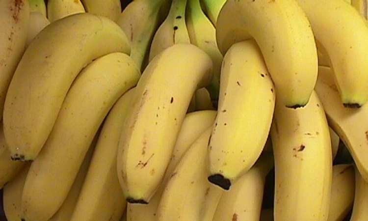 Panamska bolest ugrožava banane