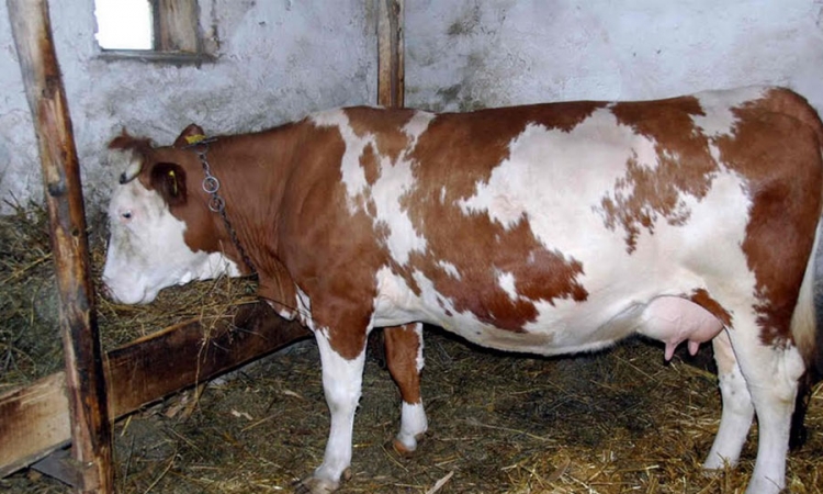 Farma krava prodata za 232.316 KM