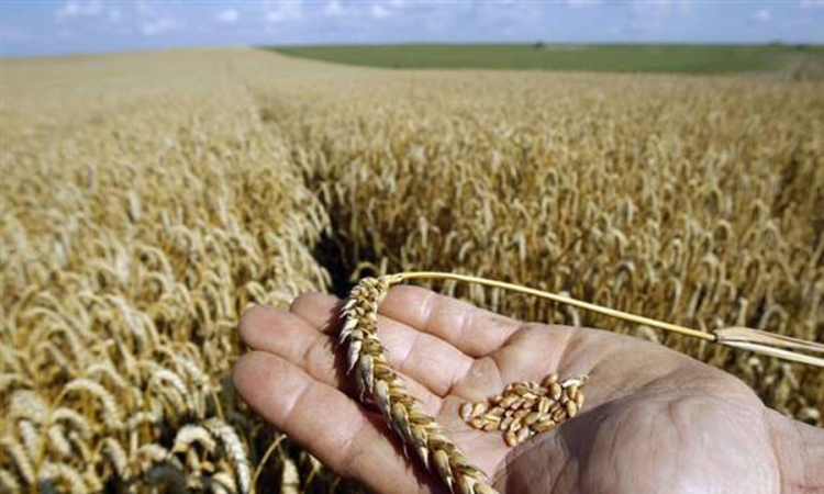 Manji prinosi  pšenice u Srbiji
