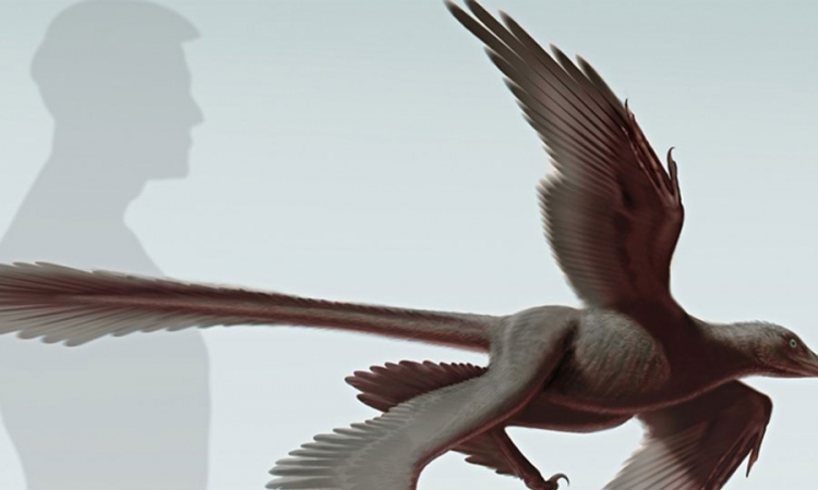 Dinosaurus sa četiri krila otkriva evoluciju ptica