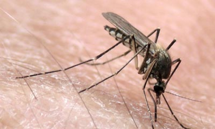 Zašto vas komarci toliko vole?
