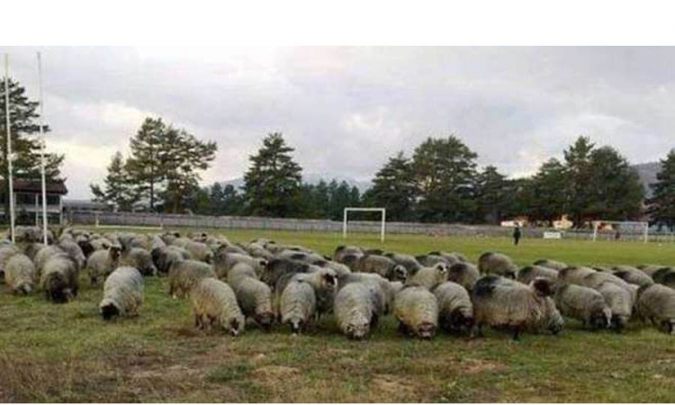 Zbog kvara na kosilici čelnici FK Troglav pozvali stado ovaca u pomoć