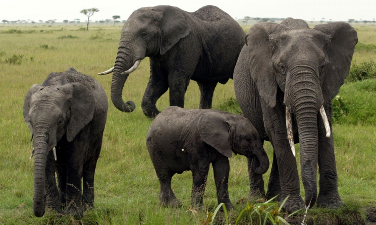 Nos slona najefikasniji u cijelom životinjskom svijetu