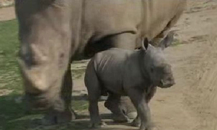 Velika radost u San Dijegu, rođen crni nosorog