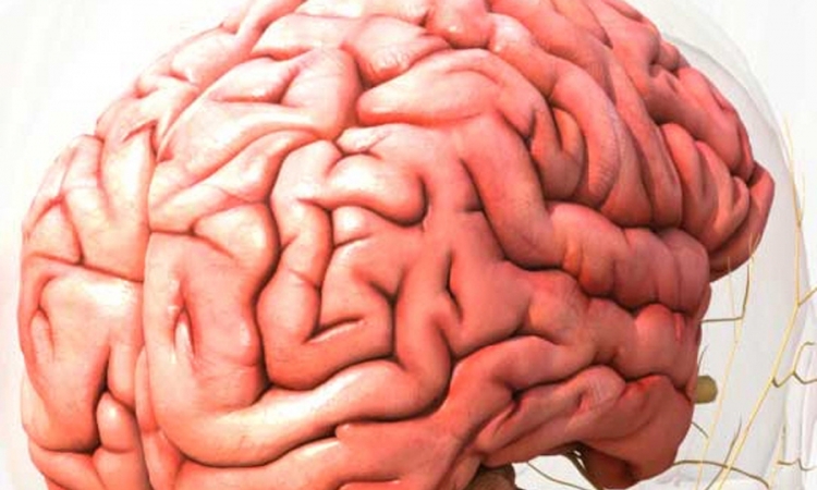 Ljudski mozak najbrže raste u prvim danima