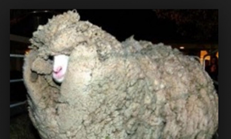 Ovca sa 20 kilograma vune