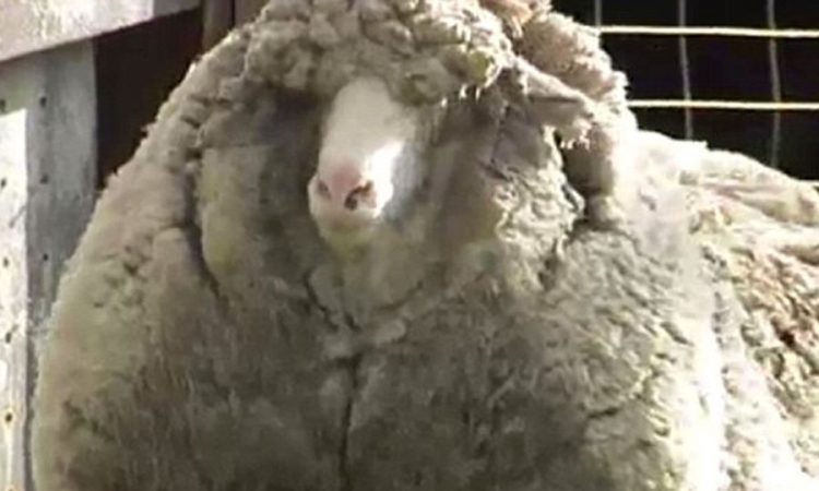 Pronađena ovca sa 20 kilograma vune na sebi