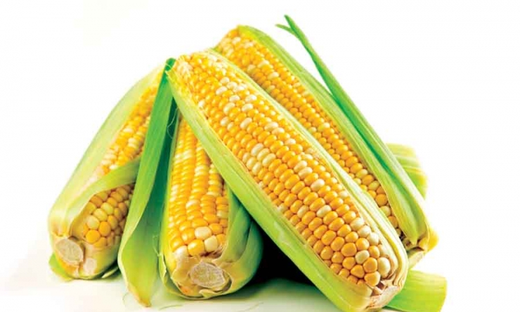 Kukuruz pravi izvor zdravlja