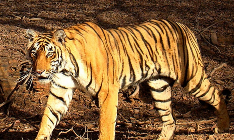 Dogovoren veliki popis divljih tigrova