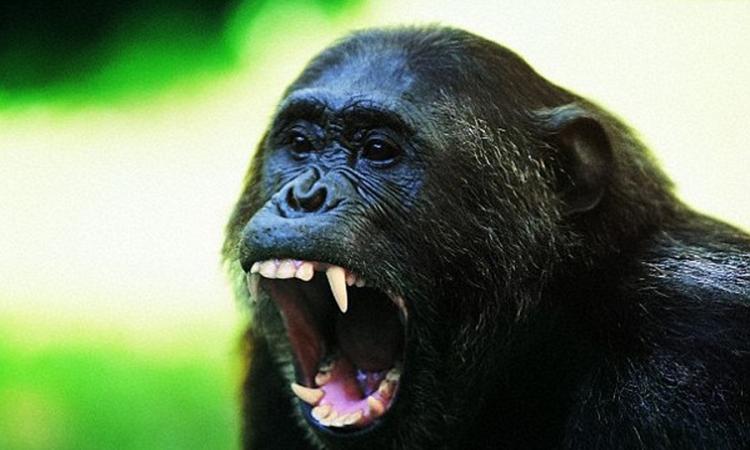 Čimpanzama je međusobno ubijanje prirodno