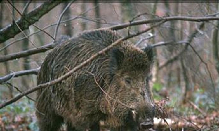 Veći broj divljih svinja na području Novog Grada