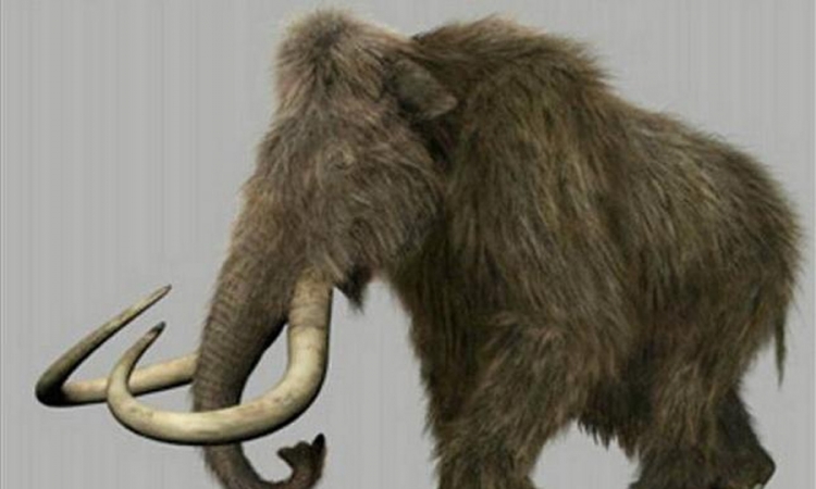 Izumrli mamuti opet će hodati Sibirom?