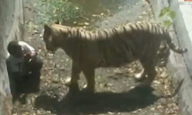 Tigar ubio mladića u zoološkom vrtu (Uznemirujući VIDEO)