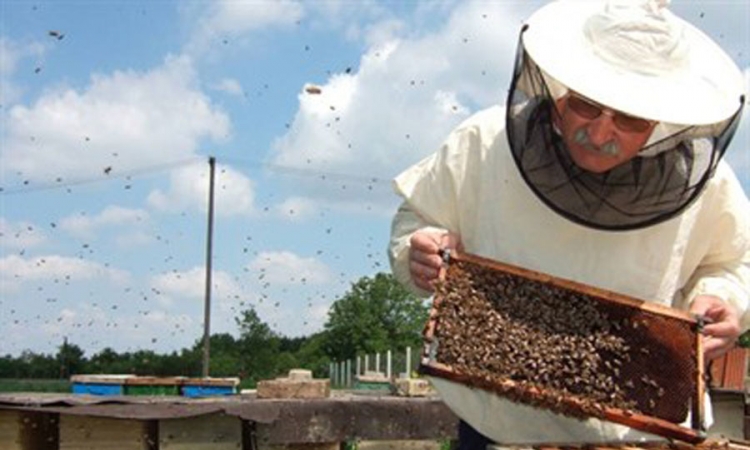   Loše vrijeme smanjilo proizvodnju meda 