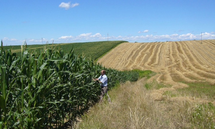 Prosječan rod kukuruza 5,5 tona po hektaru