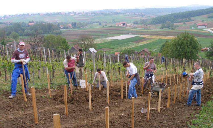 Priprema zemljišta za sadnju vinove loze