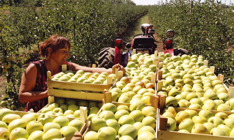 Rusija traži pojašnjenje od BiH: Objasnite odakle vam 100 puta više jabuka