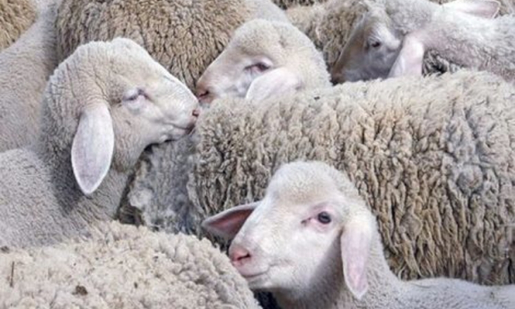 Na području Neuma od "plavog jezika" oboljelo 100 ovaca