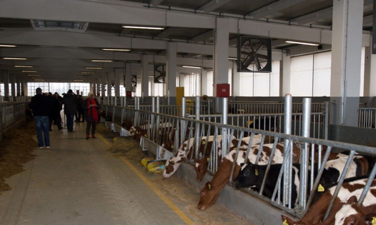 U Trnopolju otvorena najveća farma crvenog norveškog govečeta