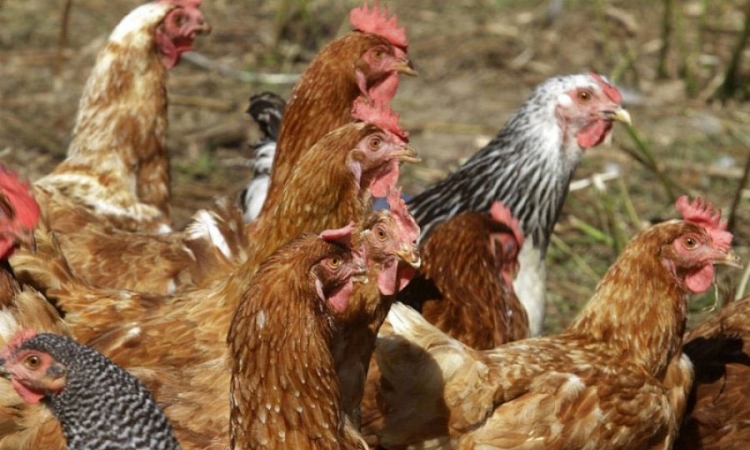 Virus ptičijeg gripa otkriven na farmi