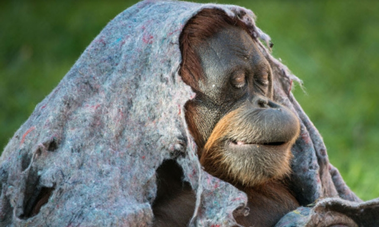 Orangutan proglašen osobom, puštaju ga iz zoološkog vrta
