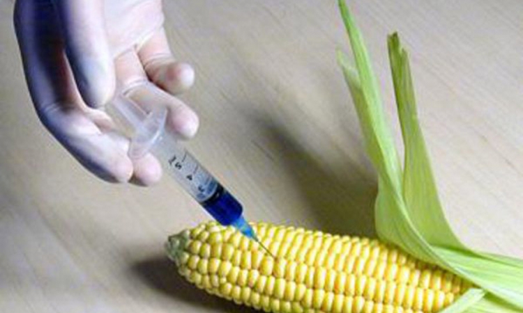 Novi propisi o genetski modifikovanim usjevima