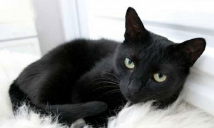 Zašto se vjeruje da crne mačke donose nesreću?
