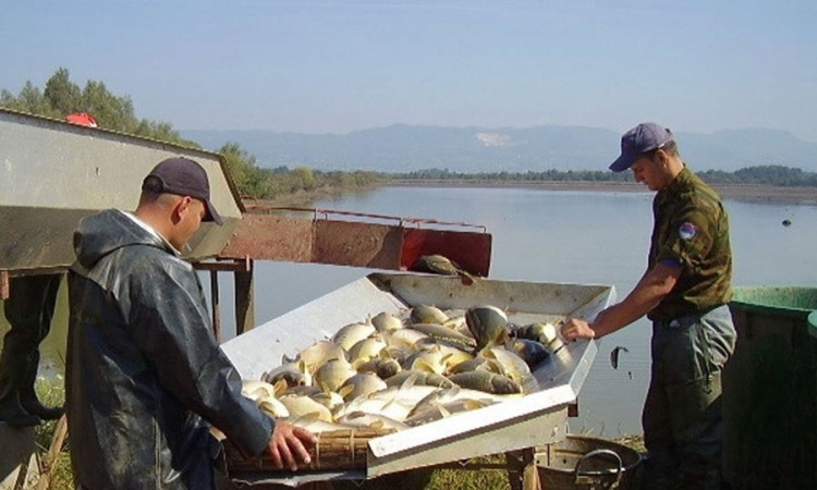 Ribnjak Bardača tržištu isporučio 50 tona ribe