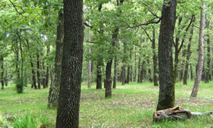 Šteta na šumama u Srbiji tri miliona evra