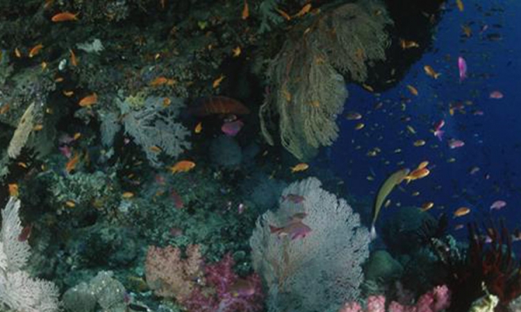 Veliki koralni greben postaje smetlište