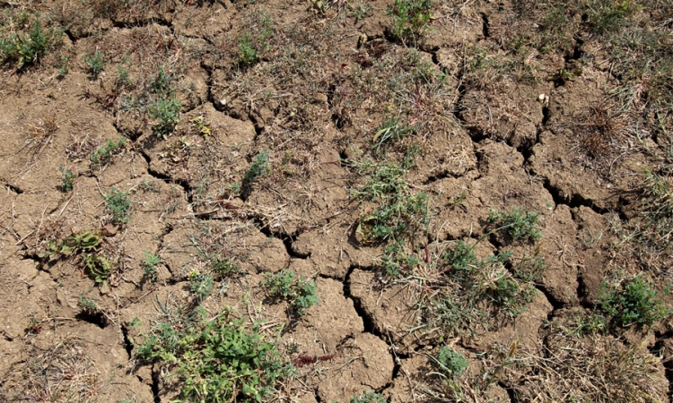 Americi prijeti višedecenijska suša   