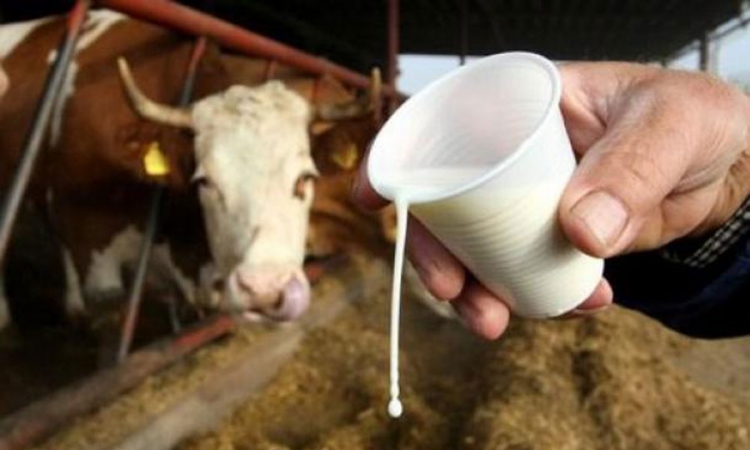 Aflatoksin u mliječnim proizvodima